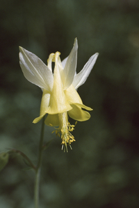 Wild Golden Columbine E0635