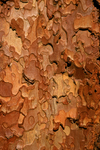 Ponderosa Pine Bark E0006a