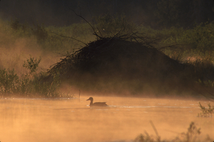 Beaver Lodge 31