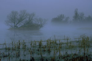 Winter Morning Mist 34