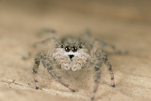 Familiar Jumper E004a