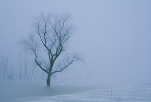 Tree in Winter Mist E047