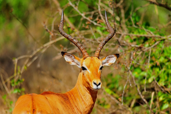 Impala AAC_6941 Print