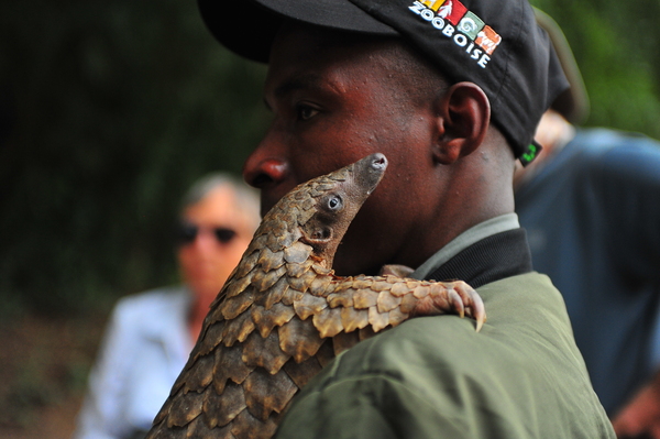Pangolin AAC_7152 by Marquart Natural Images