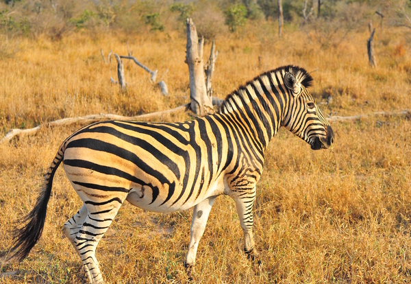 Zebra AAC_7643 Print