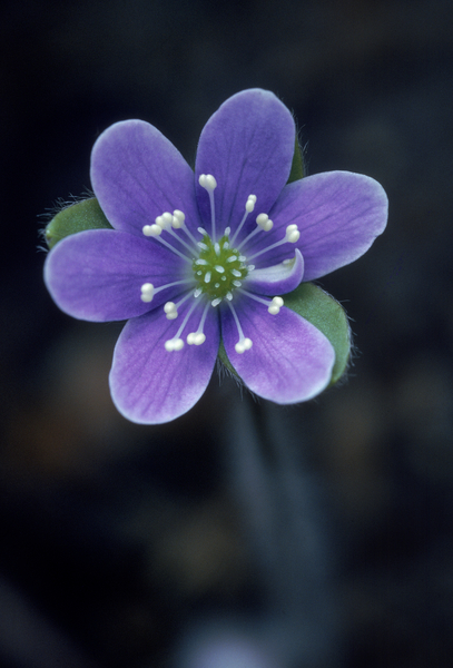 Wild Anemone Hepatica E0715 Print