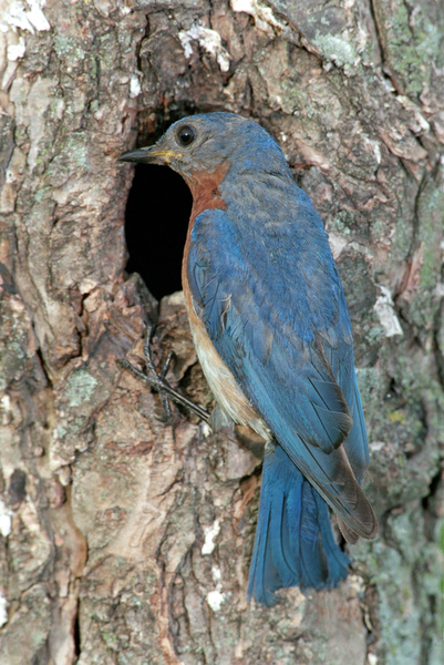 Bluebird R132a by Marquart Natural Images
