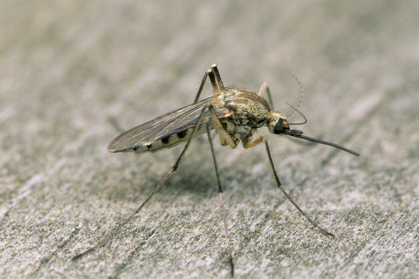 Mosquito 461 Print