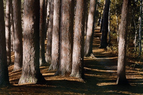 Red Pines in Northern Minnesota E0463 by Marquart Natural Images