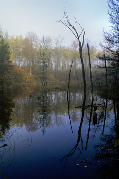 Reflections E0141 Print
