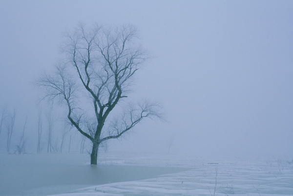 Tree in Winter Mist E047 Print