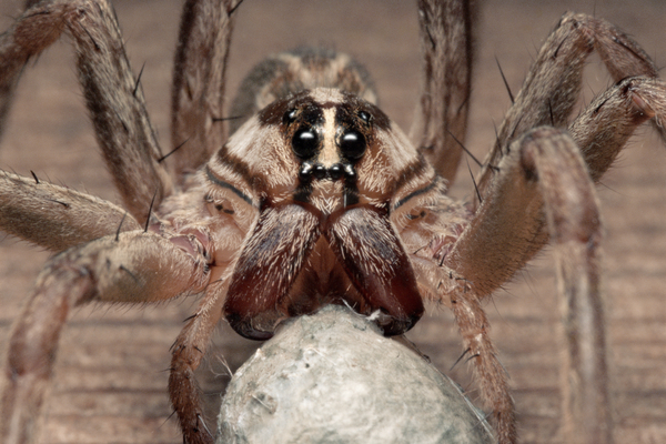 Wolf Spider With Egg Case E0820 Print