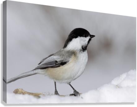 Black capped Chickadee E040 Canvas Print