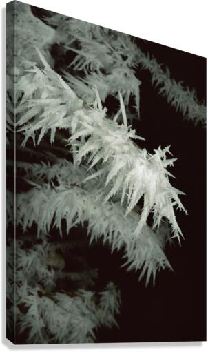 Frost E008a Canvas Print
