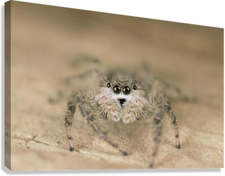 Familiar Jumper E004a Canvas Print