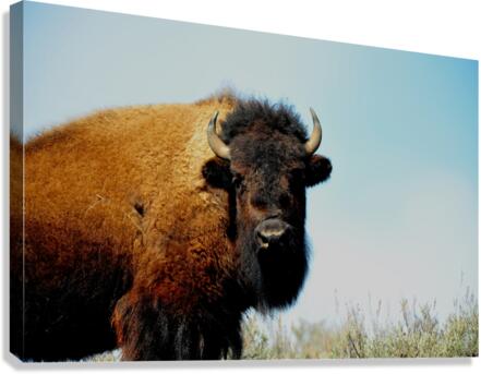 Bison 5392 Canvas Print