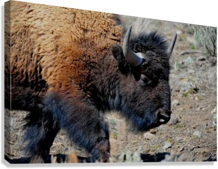 Bison 5396 Canvas Print