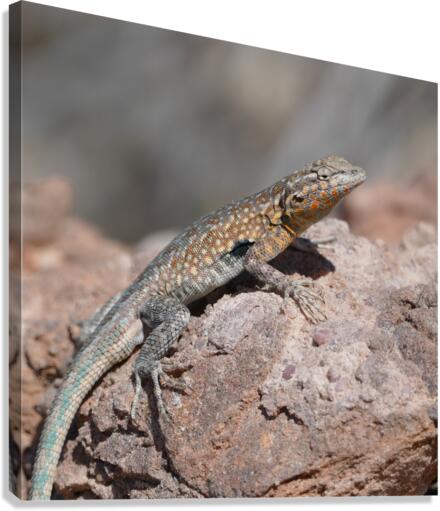 Lizard P1120036 Canvas Print