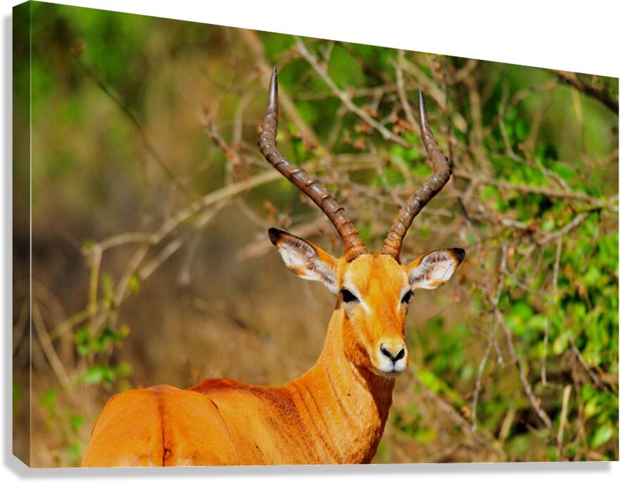 Impala AAC_6941 Canvas Print