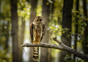 Merlin