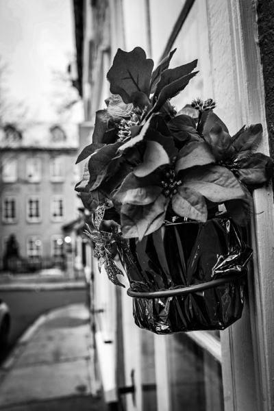 Black flower by Eliams photography