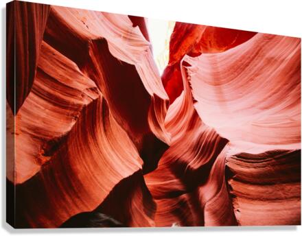 Curious Canvas Print