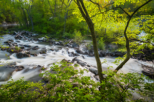 The Rapids