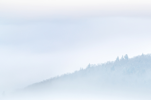 Winter mist by Jane Haslam