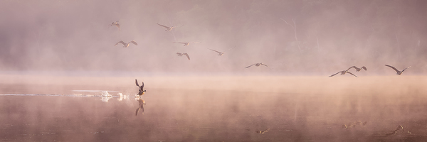 Cleared for Take off - Panorama by Jane Haslam