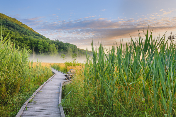 Midsummer Mornings by Jane Haslam