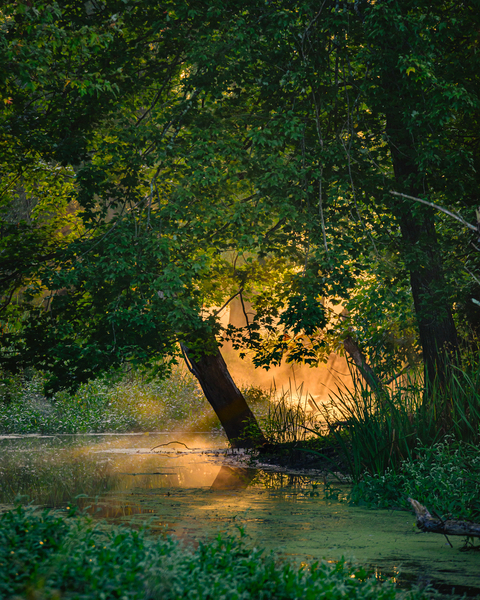 Morning Light by Jane Haslam