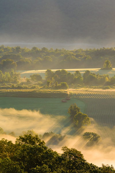 Patterns in the Mist by Jane Haslam