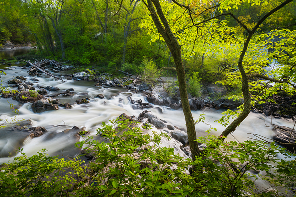 The Rapids by Jane Haslam