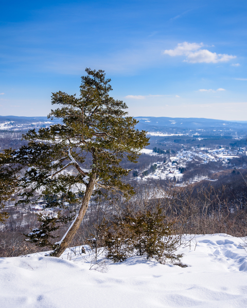 Winter Blues by Jane Haslam