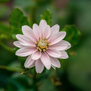 a serene peaceful and relaxing flowers q09ukAYJQs