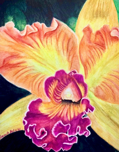 Orchid