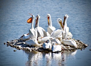 Pelican Island