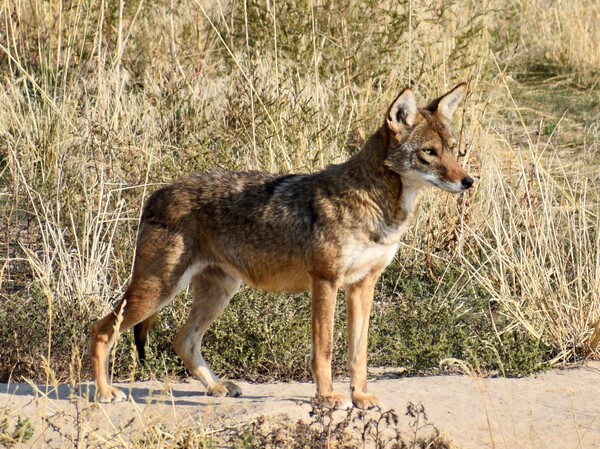 El Coyotito Print