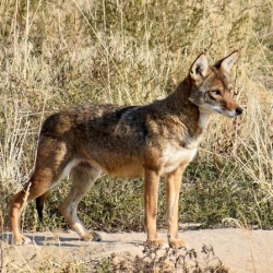 El Coyotito