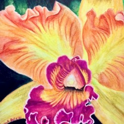 Orchid