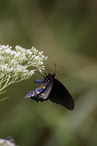 Pipevine Swallowtail Butterfly 