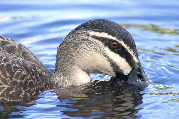 Duck Print