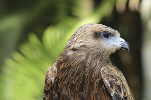 Hawk Print