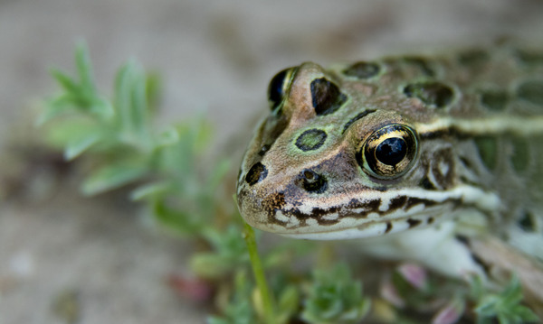 Northern Leopard Frog Print