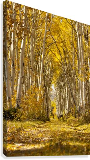 Autumns Path Canvas Print