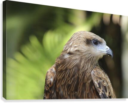 Hawk Canvas Print