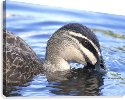 Duck Canvas Print