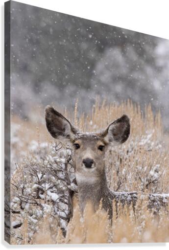 Snow Doe Canvas Print
