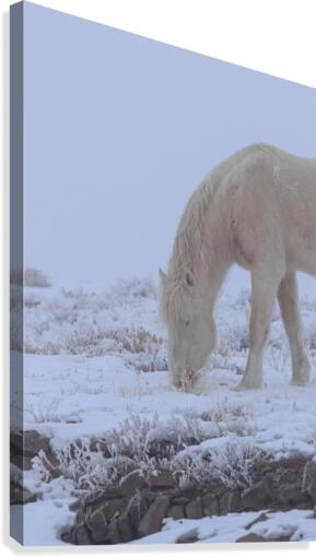 White Stallion  Canvas Print