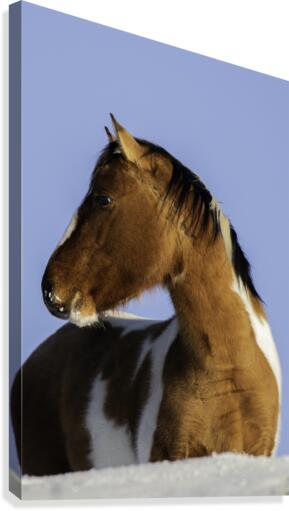 Wild Mustang Canvas Print